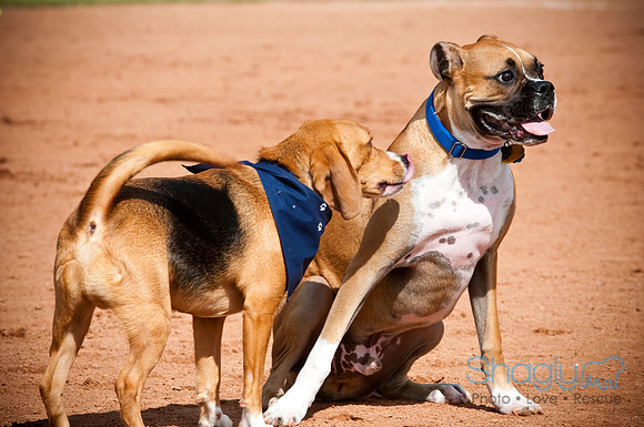 BarkinthePark-3899