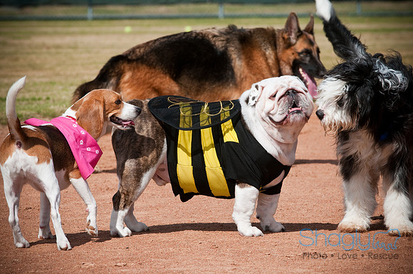 BarkinthePark-3892