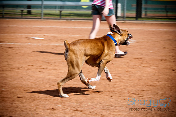 BarkinthePark-3893
