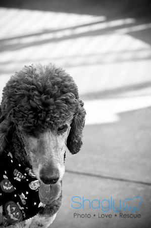 BarkinthePark-3872