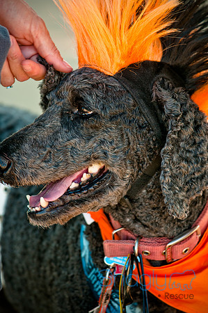 bark in the park 2010-15