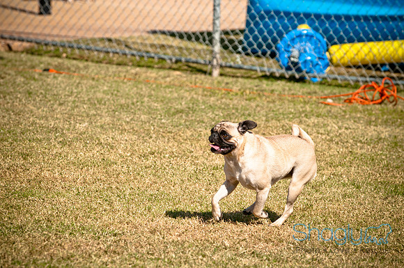 bark in the park 2010-32