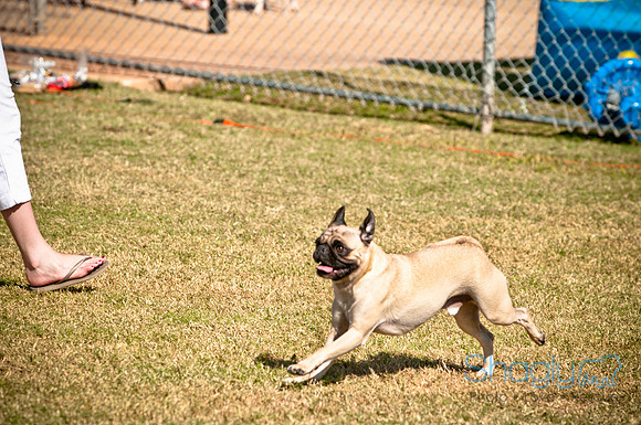 bark in the park 2010-33