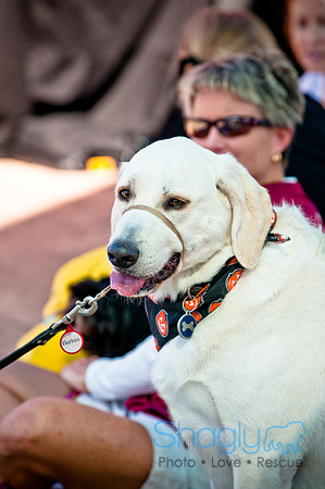 bark in the park 2010-2