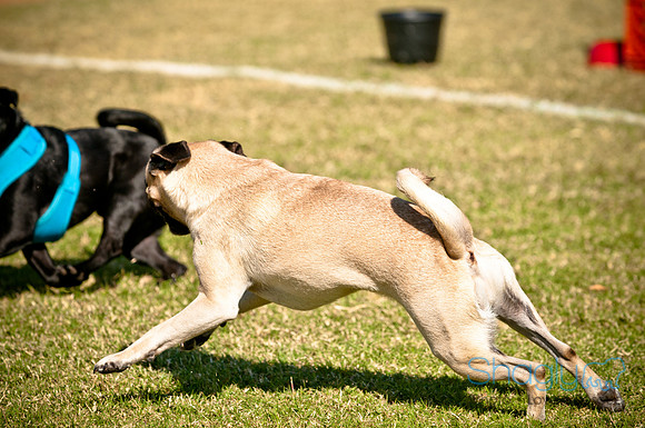 bark in the park 2010-34
