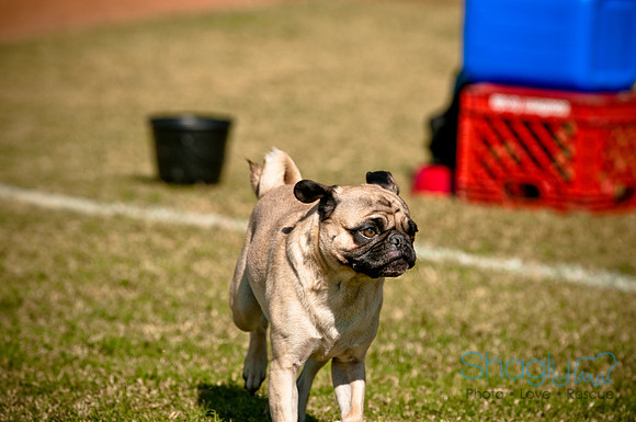 bark in the park 2010-38