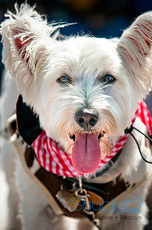 bark in the park 2010-9