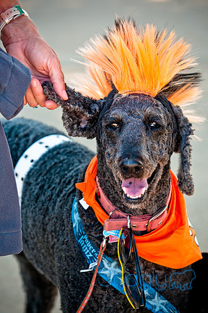 bark in the park 2010-14