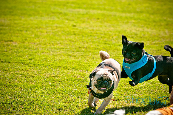 bark in the park 2010-24