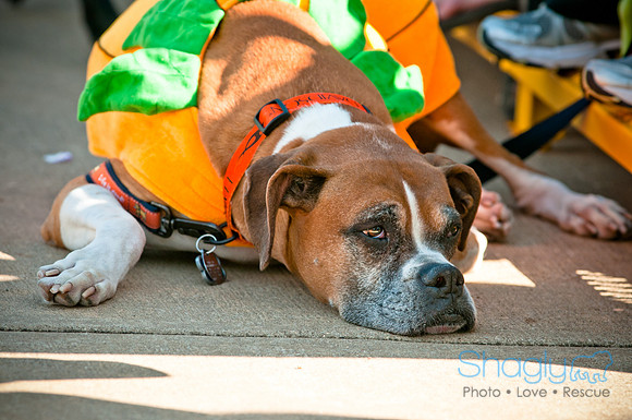 bark in the park 2010-23