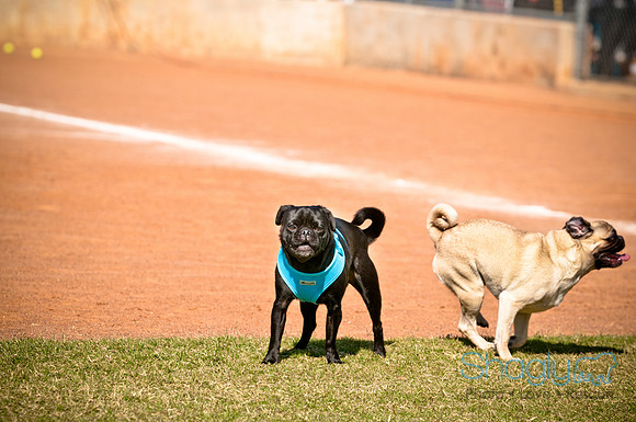 bark in the park 2010-36
