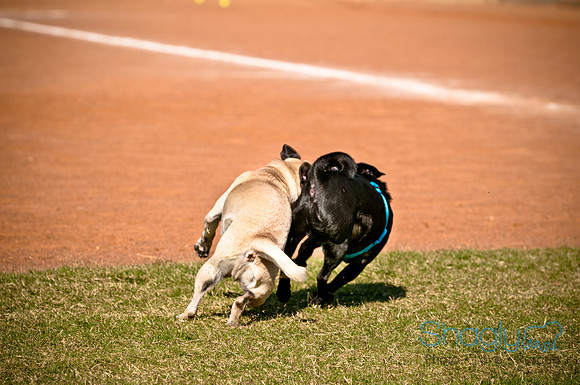 bark in the park 2010-35