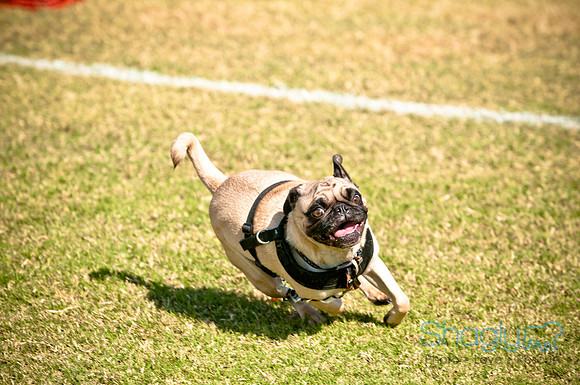 bark in the park 2010-31