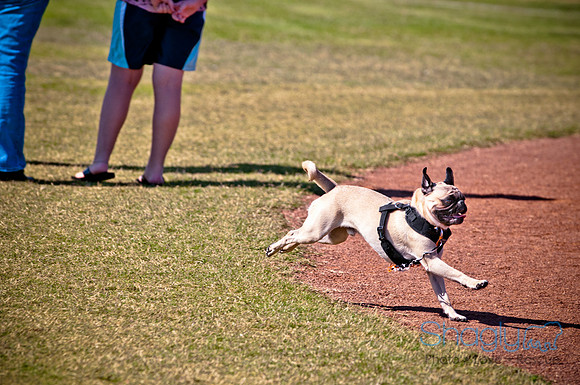 bark in the park 2010-26