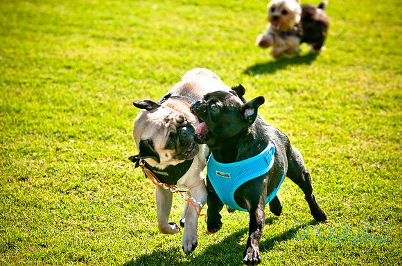 bark in the park 2010-25