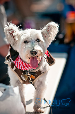 bark in the park 2010-8
