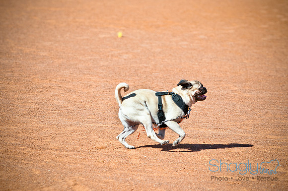 bark in the park 2010-27
