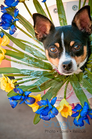 bark in the park 2010-17