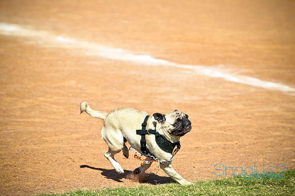 bark in the park 2010-29