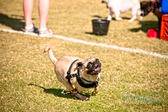 bark in the park 2010-30