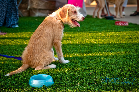 Barkin at the beat-14