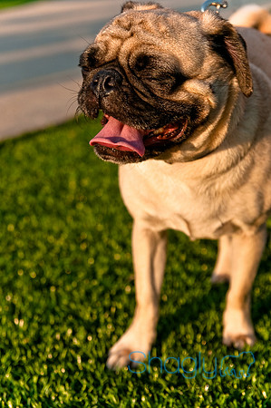 Barkin at the beat-5