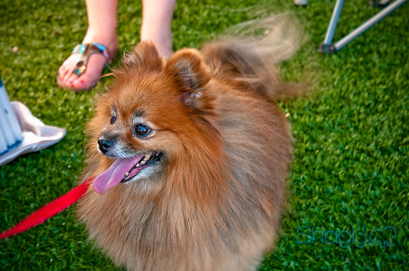 Barkin at the beat-1