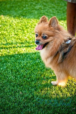 Barkin at the beat-2