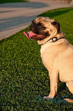 Barkin at the beat-6