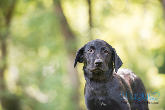Trudy