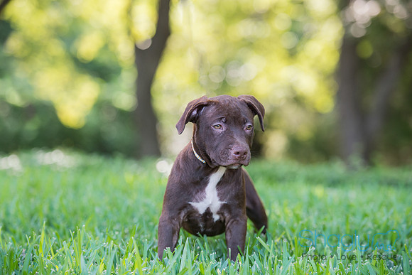 Hershey