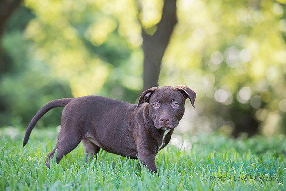 Hershey