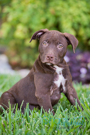 Hershey