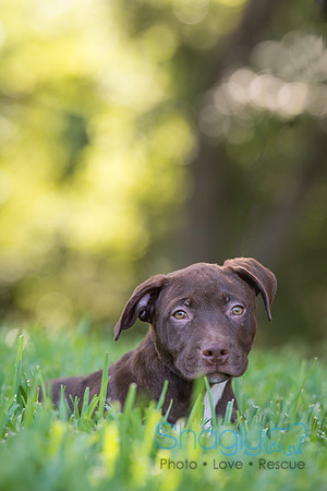 Hershey