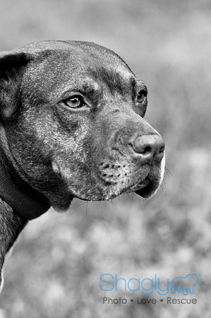 Apollo and Roxie-26