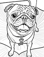 Color Me Adoptable: Pugs