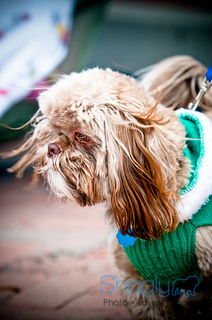 Krewe of Barkus-36