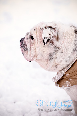 Shagly Photography-15