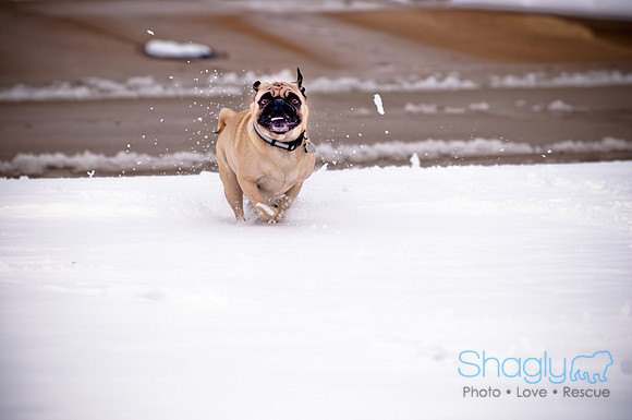 Shagly Photography-11
