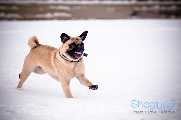 Shagly Photography-13