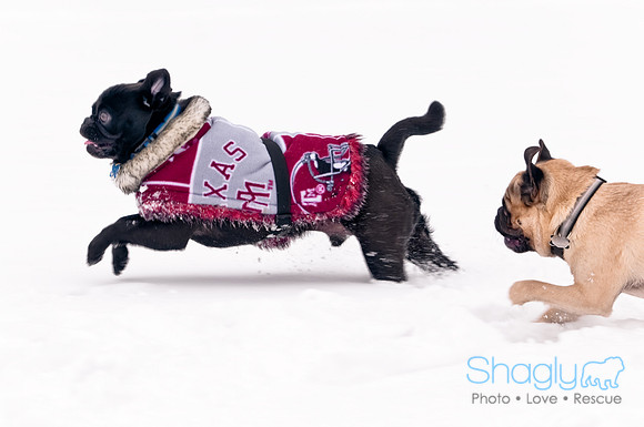 Shagly Photography-7