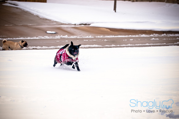 Shagly Photography-9