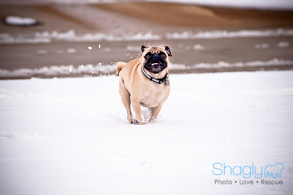 Shagly Photography-12