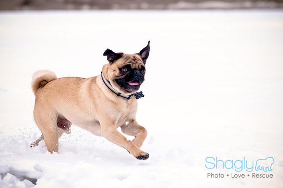 Shagly Photography-14