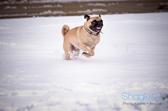 Shagly Photography-10