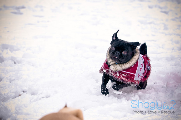 Shagly Photography-2