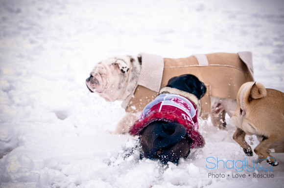 Shagly Photography