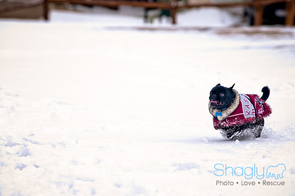 Shagly Photography-4