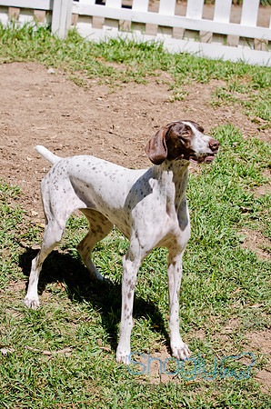 Sofie-4