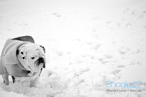 Shagly Photography-8